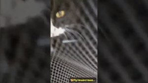Путешественое приключение Васьки