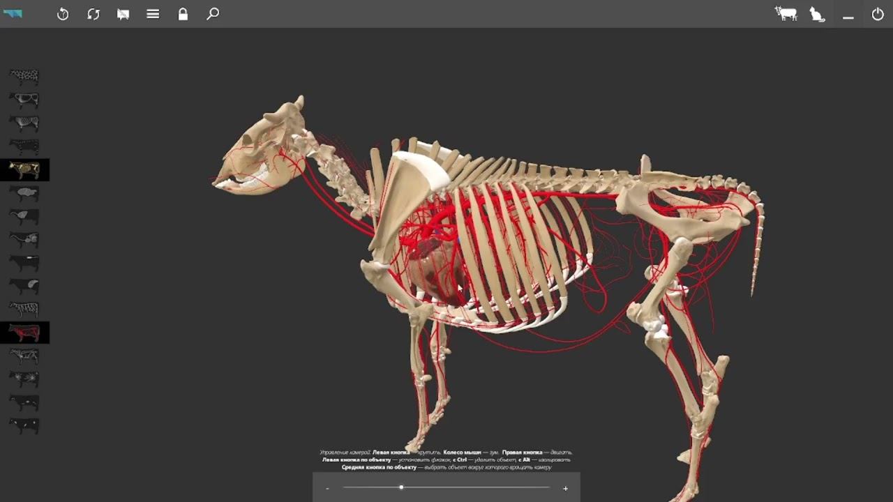 Топография сердца у КРС (3д атлас) #anatomy #veterinary #3danimation