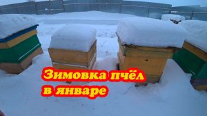ЗИМОВКА ПЧЁЛ НА ВОЛЕ И В ЗИМОВНИКАХ, ТЕМПЕРАТУРА В КЛУБЕ У ПЧЁЛ В ЯНВАРЕ