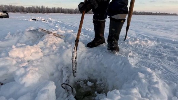 Проверка удочек. 32 день. Язь на креветку