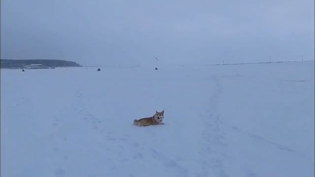 Прогулка  05.01.2026  -1