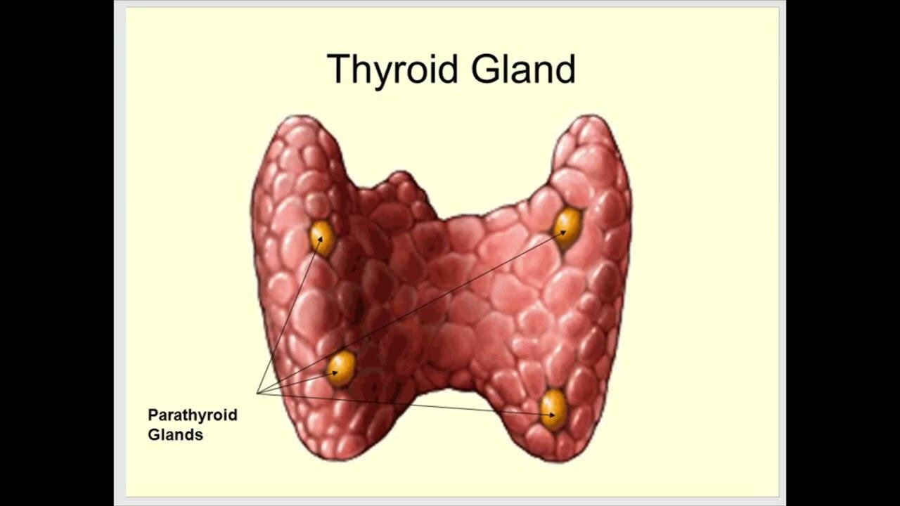 Эндокринный аппарат
