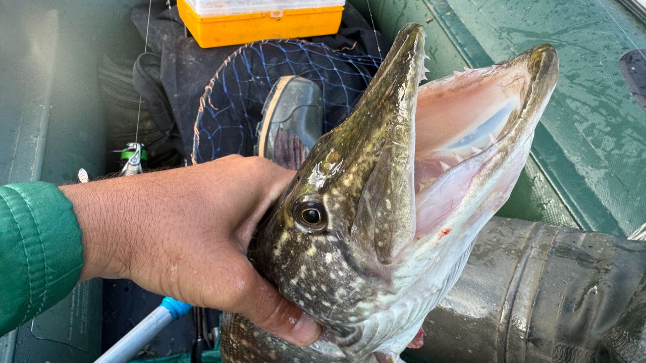 Рыбалка на щуку со спиннингом на блесну.