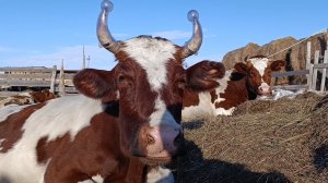 Как у нас организована сдача молока/Кого из быков уберём первым