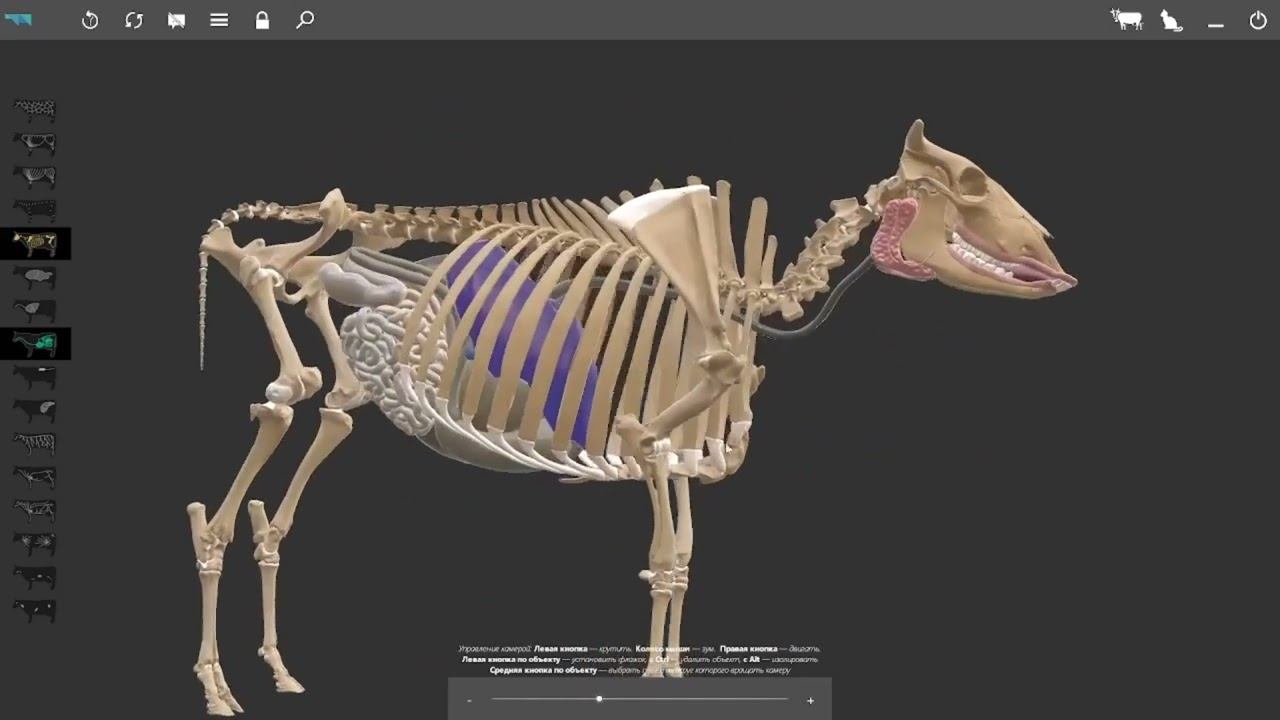 Топография органов пищеварения у КРС (3д атлас) #anatomy #veterinary #3danimation