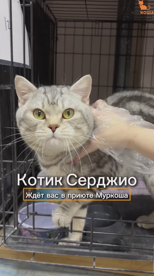 Серджио ждёт вас в приюте #Муркоша смотреть онлайн