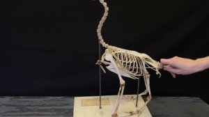 Особенности скелета птиц