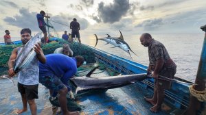 Восьмой день мы провели в открытом море и поймали много очень крупной рыбы