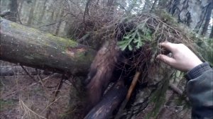 Охота на куницу. Попались две куницы(Будни охотника и рыбака)