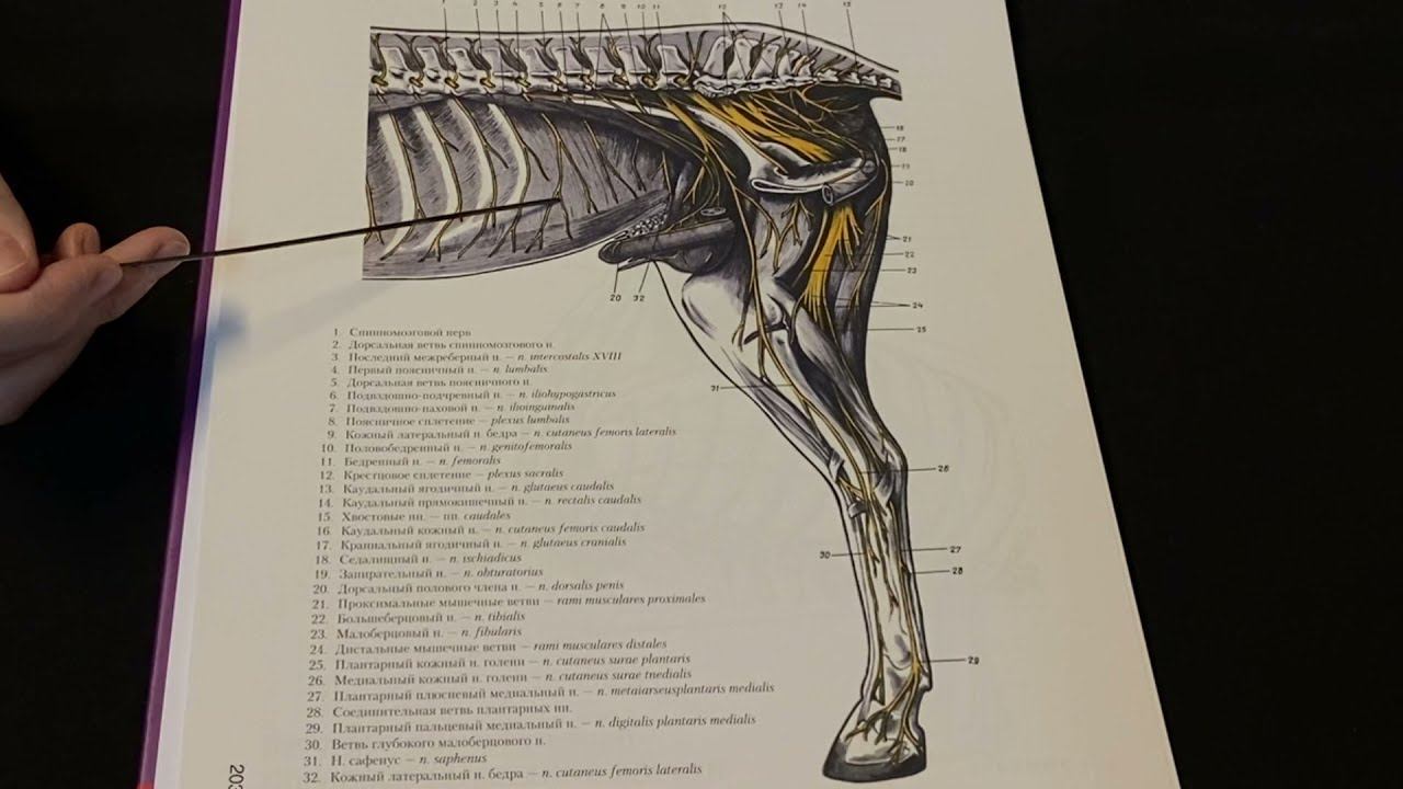 Поясничное сплетение спинномозговых нервов