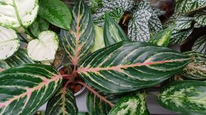 Комнатные растения🌹🌿🌹🌿🌹Обзор-болталка☀️❄️🌲