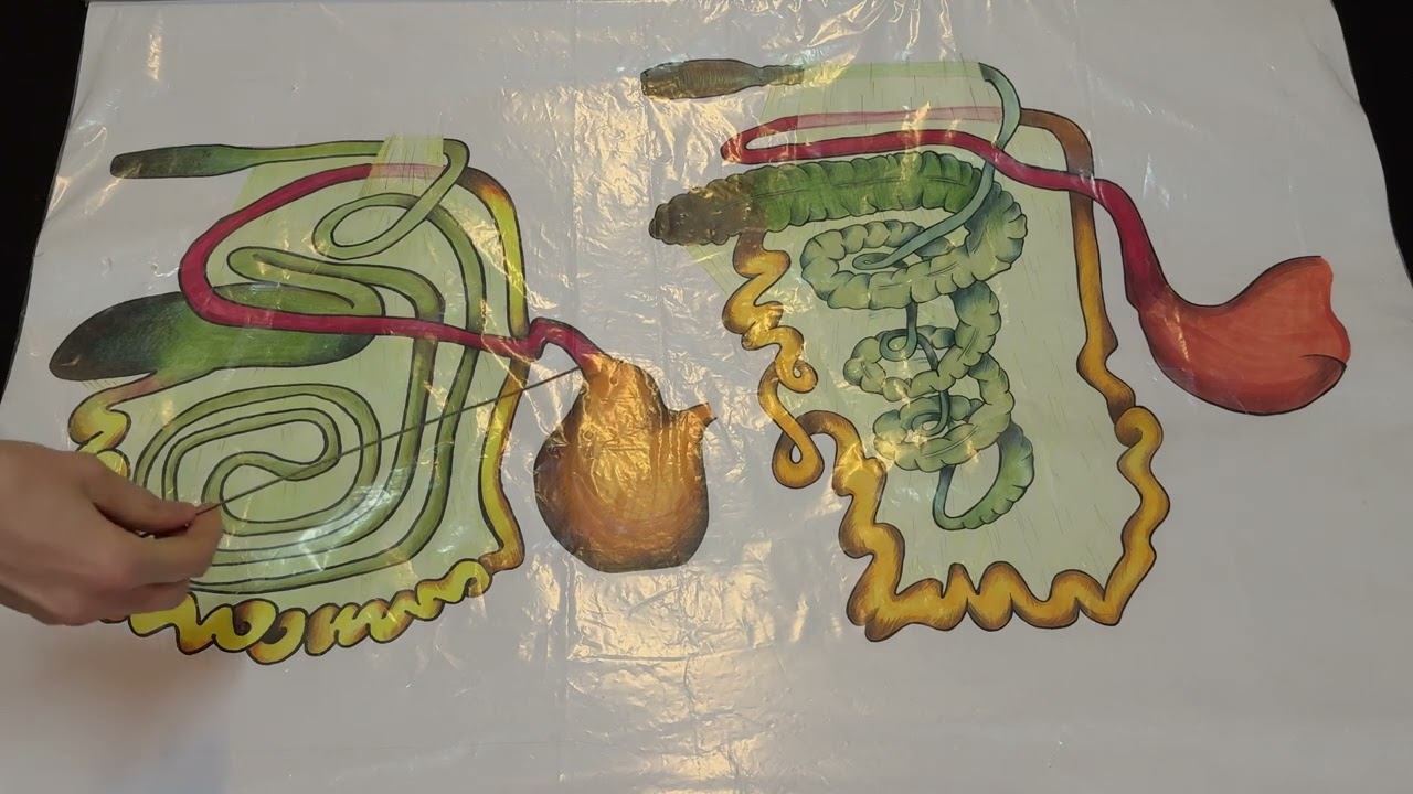 Краткая характеристика кишечника