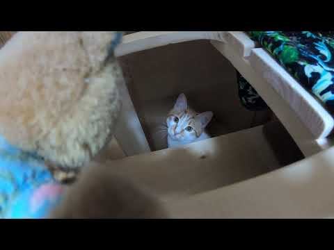 Растерзал медведей