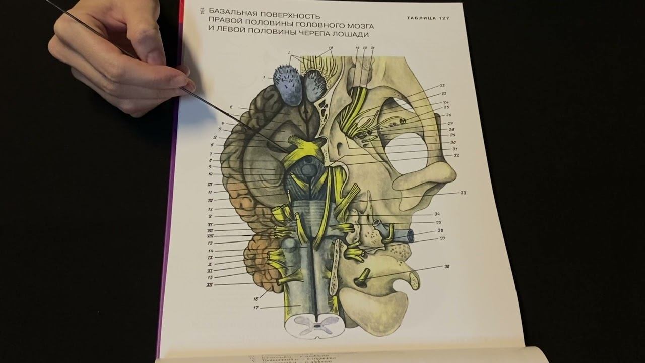 Строение головного мозга