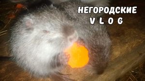 НУТРИИ едят морковку. 25.12.25