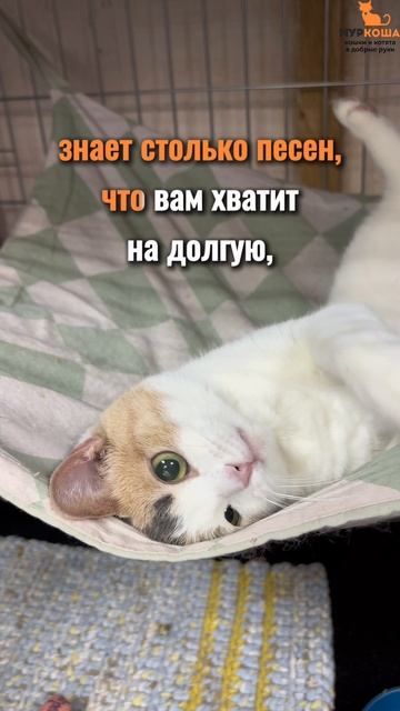 Нефертари ждёт вас в приюте #Муркоша смотреть онлайн