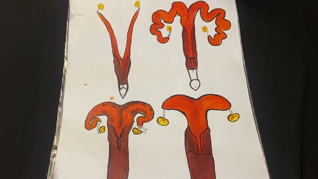 Видовые особенности матки