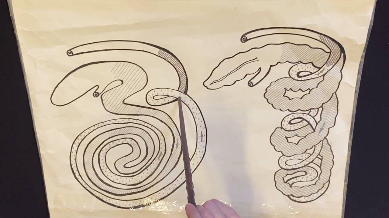 Топография и видовые особенности толстого отдела кишечника (КРС, свинья, собака)