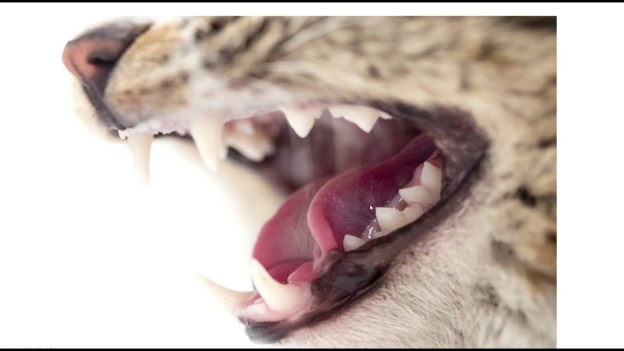 Особенности органов пищеварения кошек