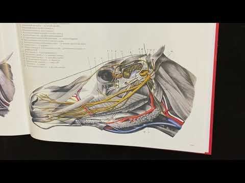 Черепно-мозговые нервы