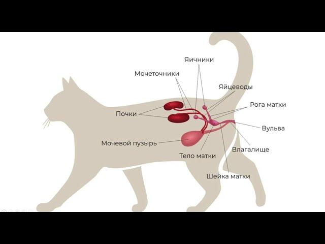 Особенности органов мочевыделения и размножения у кошек