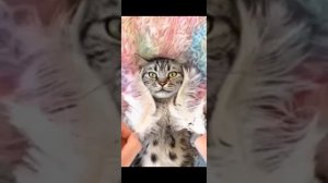 Страшная история от ДАШИ РОКС