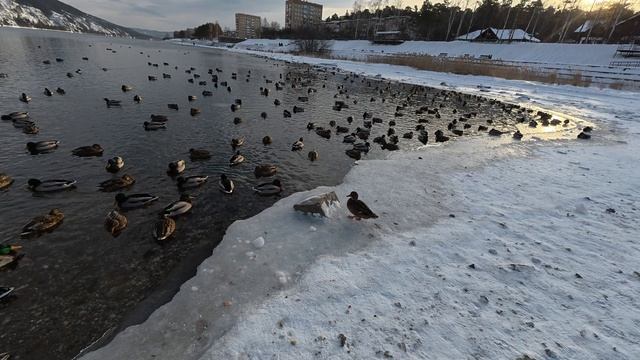 г. Дивногорск, набережная река Енисей, Красноярский край январь 2026г. смотреть онлайн