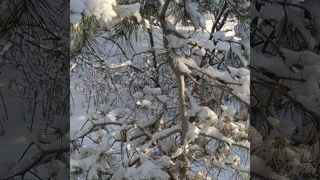 01.01.2026.Севастополь.
Зимняя сказка