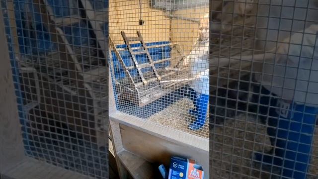 Домашние Хлопоты смотреть онлайн