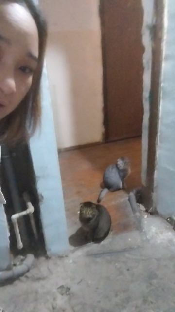 погода у нас такая 😁 мой кот и кошечка🐱 смотреть онлайн