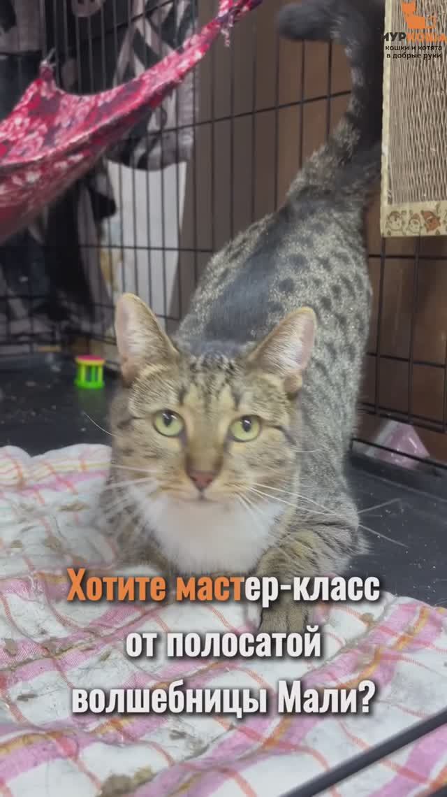 Мали ждёт вас в приюте #Муркоша смотреть онлайн