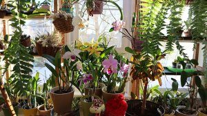 Зимние орхидеи