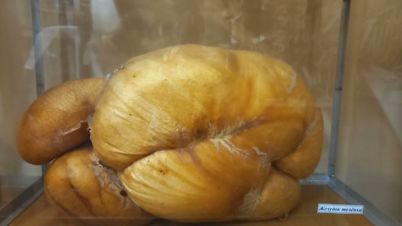 Желудок теленка