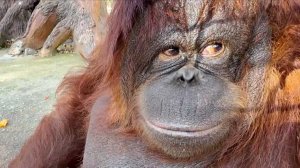 Дана МАСТЕР- ЛОМАСТЕР! Разберет и глазом не моргнет! САМАЯ умная ОБЕЗЬЯНА, хорошо, что не ГОВОРИТ!