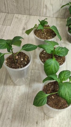 Этот способ выращивания рассады покорил миллионы садоводов