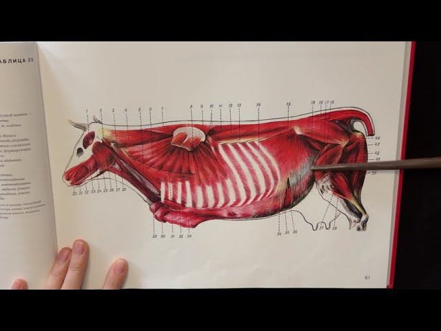 Послойное расположение мышц в области поясницы и брюшной стенки