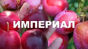 Колоновидная слива Империал - интенсивное садоводство в России | Маленькие Сады