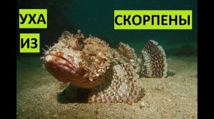 Уха из скорпены. Черноморский ёрш.