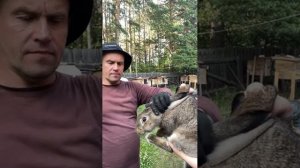 Разведение кроликов. 2 часть. Опыт 2.5 лет.