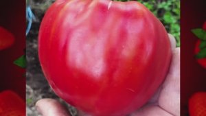 СКИДКИ на СЕМЕНА! Набор семян томатов № 2. т. 89229284031