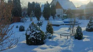 20 лет не было такого снежного января❄️❄️❄️Получила хвойные сеянцы сосен на WB 🌲