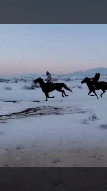 Ислам Махачев с братишками разогнались по полной на лошадях — чистый адреналин, скорость и дагест... смотреть онлайн