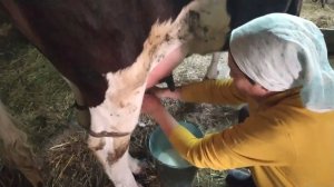 Как доим брыкучую первотёлку.