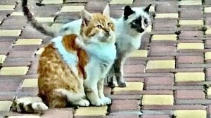 В парк подкинули кошечку, копию нашего Барсика, вот думаем забрать ее к Барсику домой)))