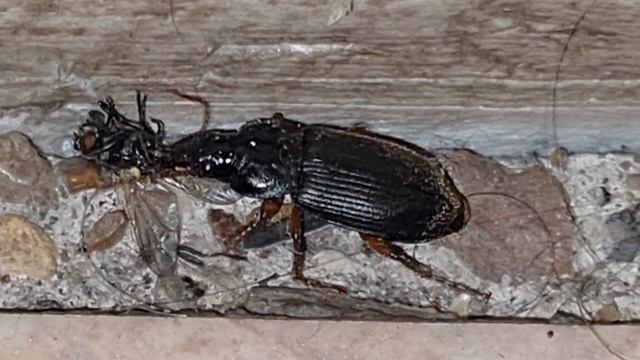 Doomer music vol.2 little world Ashkadar