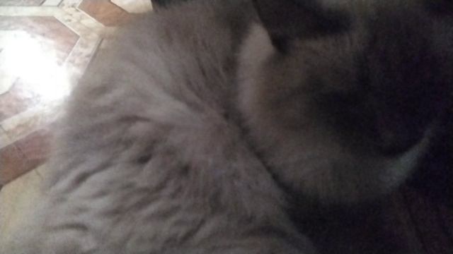 фильм кошачья школа 1 серия