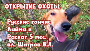 ОТКРЫТИЕ ОХОТЫ. Русские гончие Лайма и Раскат 5 мес. вл. Шатров В.А.#охотасгончей #топ #hunting