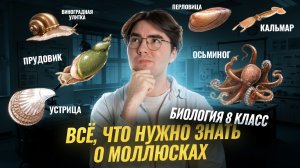 Моллюски: классы, описание, разбор системы I Разбор беспозвоночных