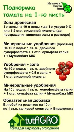 Подкормка томата на первую кисть. Очень важная подкормка томата для завязывания плодов.