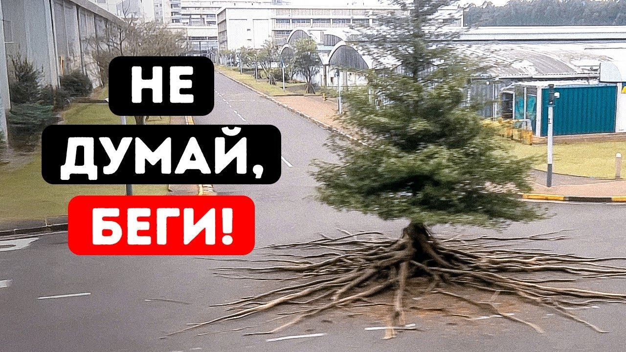 Если вы видите это дерево, идущее... уже слишком поздно! смотреть онлайн